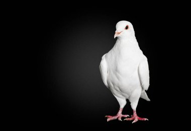 Dünya için özgürlük sembolü, güzel beyaz güvercin