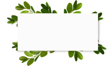 Yeşil dallardan, yapraklardan ve beyaz karttan yapılmış çerçeve.