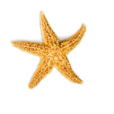 Sarı denizyıldızı hatırası, arka planda el yapımı süsleme.