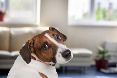 Şirin bir evcil köpek odada oturur ve kameraya bakar..