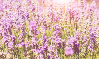 Yaz günbatımı manzarasında güzel renkli lavanta tarlaları.