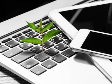 Üzerinde yeşil bir bitki yetişen dizüstü bilgisayar klavyesi. Yeşil bilişim hesaplama kavramı.