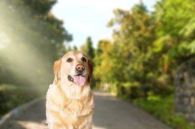 Şehir parkındaki portrede gülümseyen sevimli köpek.