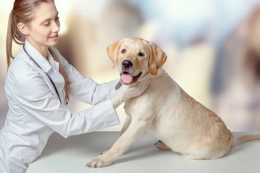 İlaç, hayvan bakımı konsepti, veteriner kliniğinde köpek ve veteriner doktor.