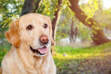 Şehir parkındaki portrede gülümseyen sevimli köpek.