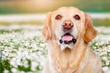 Şehir parkındaki portrede gülümseyen sevimli köpek.