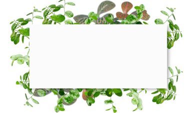 Yeşil dallardan, yapraklardan ve beyaz karttan yapılmış çerçeve.