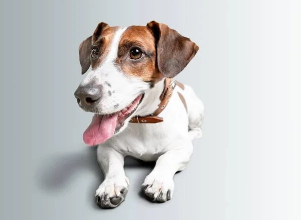 Pequeno Cão Bonito Jogando Fundo Estúdio Branco — Fotografia de Stock