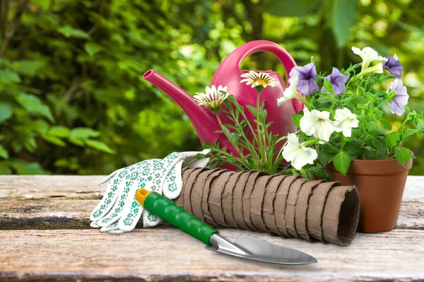 Planting Flowers Pot Garden Gardening Concept — Stock Photo, Image
