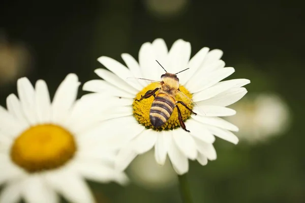 Świeże Dzikie Kwiaty Kwitnące Pszczołą Zielonej Łące — Zdjęcie stockowe