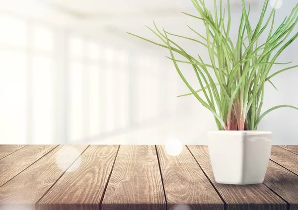 Planta Invernadero Una Maceta Sobre Mesa — Foto de Stock