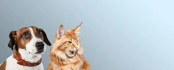Evcil Hayvan Renkli Bir Arka Planda Kedi Köpek — Stok fotoğraf