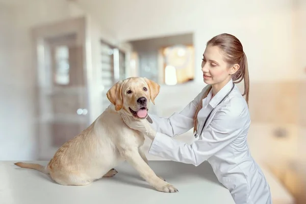 Orvostudomány Állatgondozás Koncepció Kutya Állatorvos Állatorvosi Klinikán — Stock Fotó