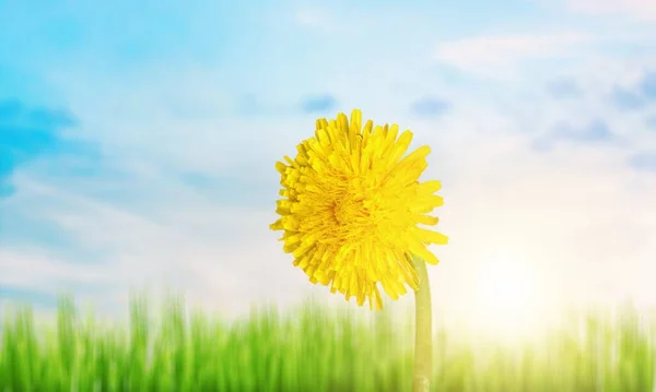 Gele Paardebloem Groen Gras — Stockfoto