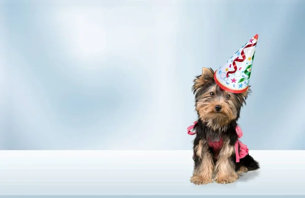 Lindo Perro Con Sombrero Fiesta Alimentos Para Perros Productos Para — Foto de Stock