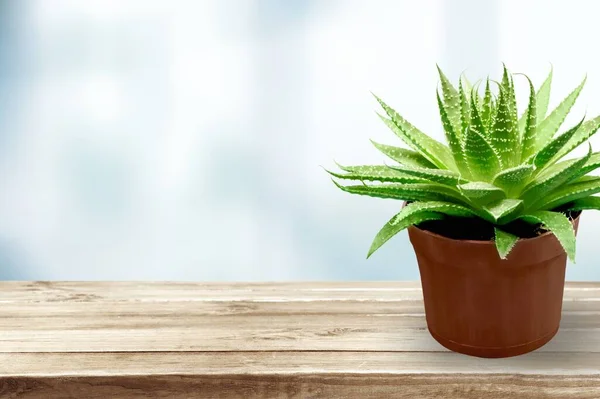 Planta Invernadero Una Maceta Sobre Mesa —  Fotos de Stock