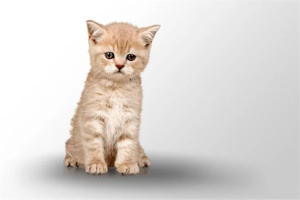 Gato Joven Muy Guapo Sentado Derecho Mirando Molesto Cámara —  Fotos de Stock