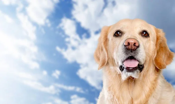 Retrato Cão Bonito Labrador Retriever Fundo Céu Azul — Fotografia de Stock