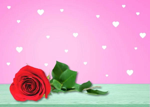 Krásná Čerstvá Růže Květiny Světlém Pozadí — Stock fotografie