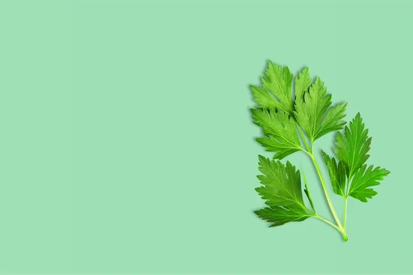 Frische Grüne Petersilienblätter Auf Dem Schreibtisch — Stockfoto