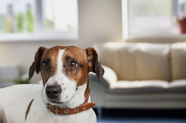 Lindo Cachorro Doméstico Sienta Habitación Mira Cámara — Foto de Stock