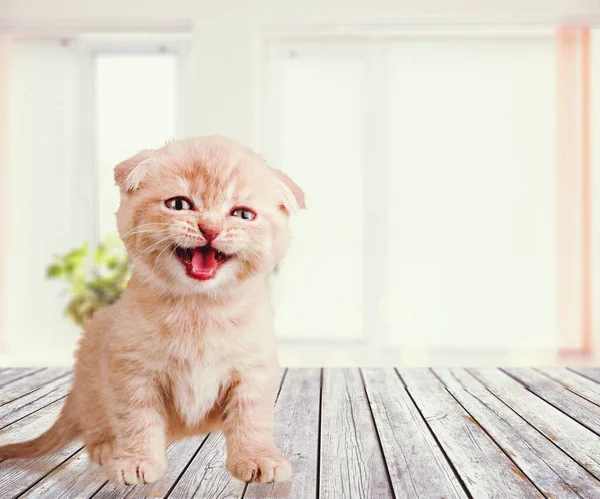 One Cute Small Striped Kitten Desk — Stock Photo, Image