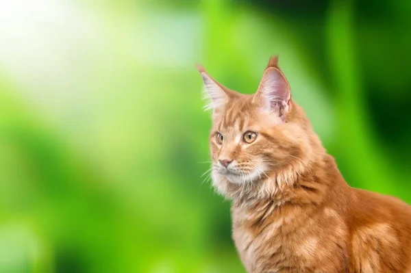 Lindo Gato Doméstico Pequeño Fondo Aire Libre — Foto de Stock