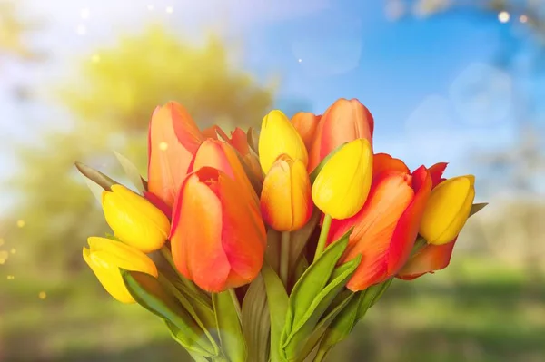 背景に美しい新鮮な花の花束 — ストック写真