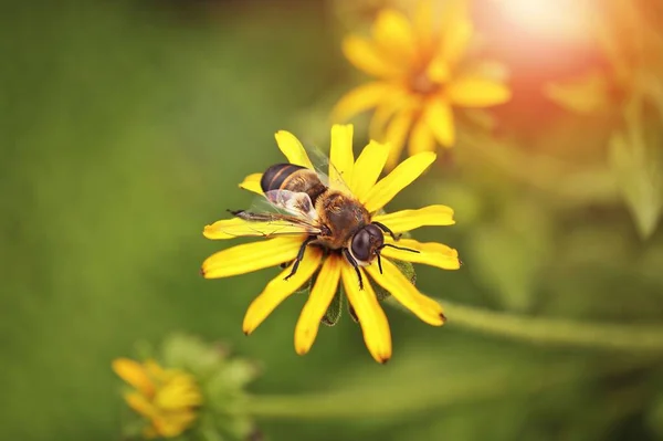 Φρέσκο Άγριο Λουλούδι Ανθίζει Μια Μέλισσα Στο Πράσινο Λιβάδι — Φωτογραφία Αρχείου