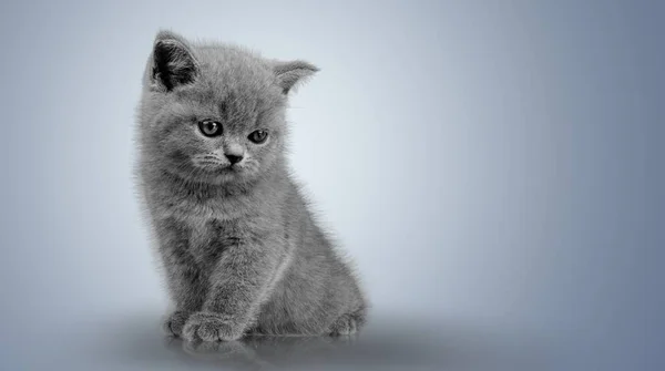 Very Handsome Young Cat Sitting Straight Looking Annoyed Camera — Stock Photo, Image