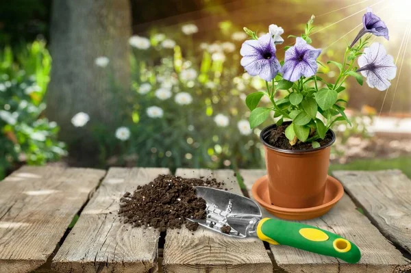 Plantering Blommor Frã Potten Trã Dgã Rden Trã Dgã Koncept — Stockfoto