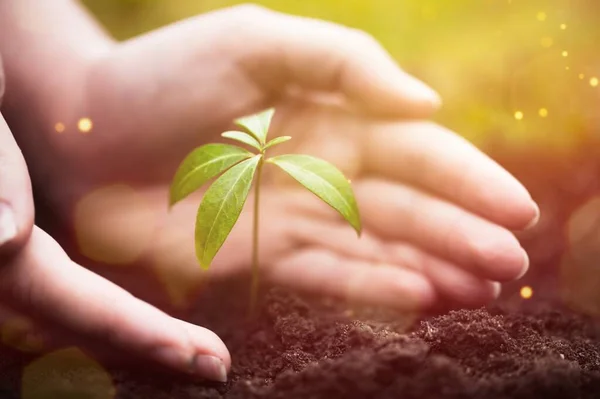 人类的手在土壤中照料着一个绿色的幼苗 晴天新芽 — 图库照片