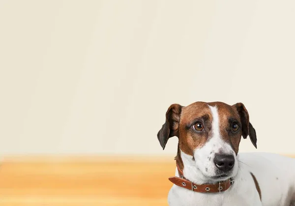 Lindo Cachorro Doméstico Sienta Habitación Mira Cámara — Foto de Stock