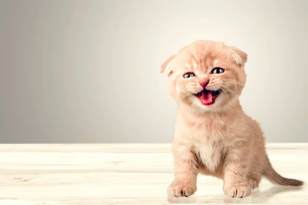 Lindo Gatito Rayas Pequeñas Escritorio —  Fotos de Stock