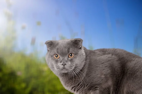 Lindo Gato Doméstico Pequeño Fondo Aire Libre — Foto de Stock