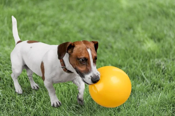 Concepto Seguridad Cuidado Mascotas Con Perro Jugando Prado — Foto de Stock