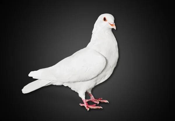 Σύμβολο Της Ελευθερίας Για Τον Κόσμο Όμορφο Λευκό Περιστέρι — Φωτογραφία Αρχείου