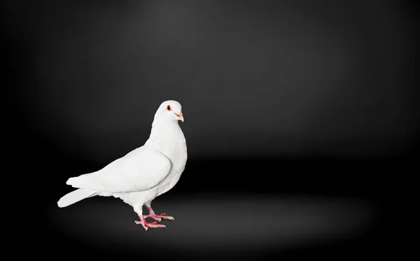 Σύμβολο Της Ελευθερίας Για Τον Κόσμο Όμορφο Λευκό Περιστέρι — Φωτογραφία Αρχείου