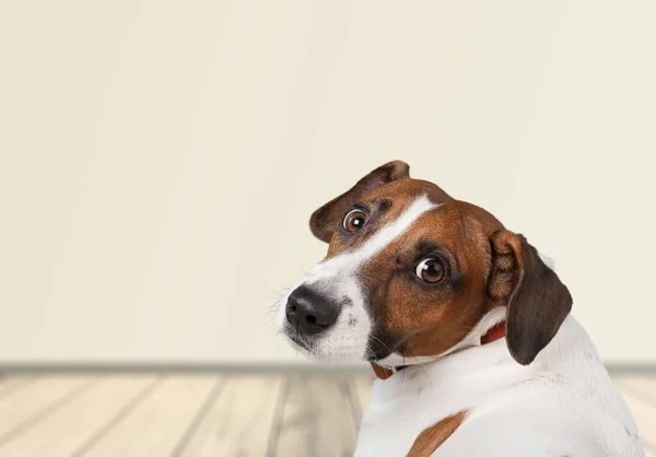 Seekor Anak Anjing Lucu Duduk Ruangan Dan Melihat Kamera — Stok Foto