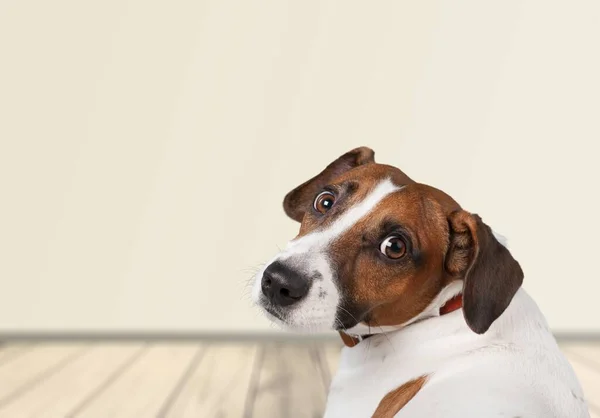 Cachorrinho Doméstico Bonito Senta Sala Olha Para Câmera — Fotografia de Stock