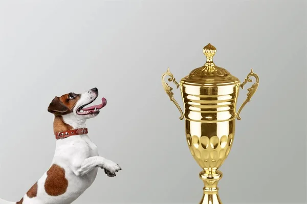 Leuke Puppy Hond Met Een Miniatuur Kampioen Trofee Beker Winnings — Stockfoto