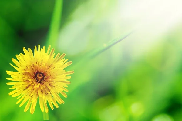Gul Maskros Blomma Grönt Gräs — Stockfoto