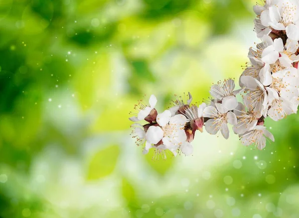 Bella Primavera Floreale Paesaggio Natura Astratta Rami Albero Fiorito — Foto Stock