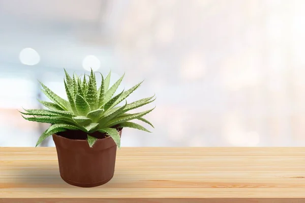 Green House Plant Pot Table — Stock Photo, Image