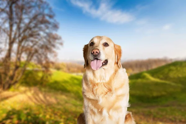 Sorrindo Cão Bonito Parque Cidade Retrato — Fotografia de Stock