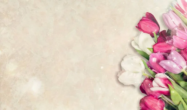 Όμορφες Ροζ Τουλίπες Λουλούδια Παστέλ Φόντο — Φωτογραφία Αρχείου