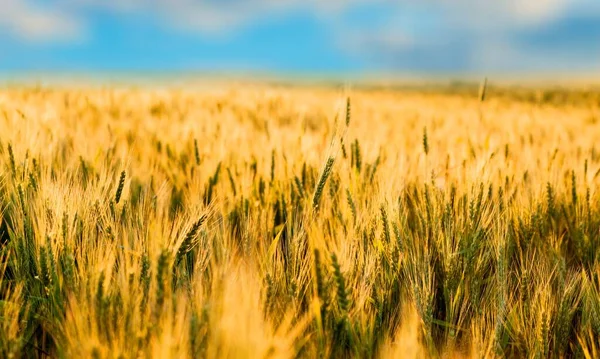 Сельскохозяйственное Пшеничное Поле Голубым Небом Красивый Пейзаж Спелой Золотой Пшеницей — стоковое фото
