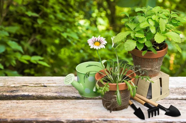 Plantering Blommor Frã Potten Trã Dgã Rden Trã Dgã Koncept — Stockfoto