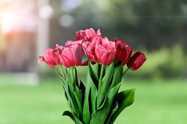 Όμορφη Φρέσκα Λουλούδια Μπουκέτο Φόντο — Φωτογραφία Αρχείου