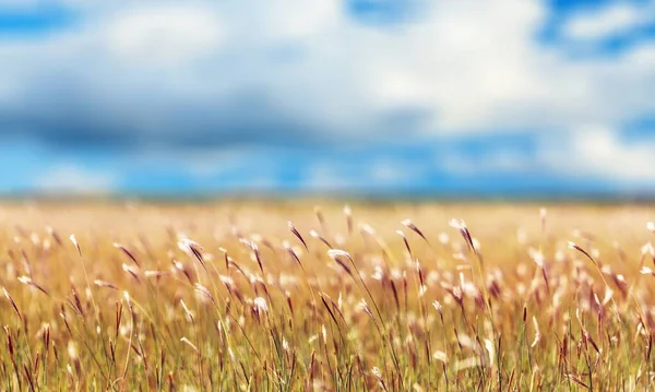 Campo Trigo Dorado Amanecer Hermosa Naturaleza Verano Fondo — Foto de Stock